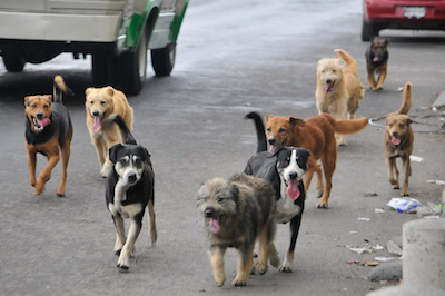 Alertan que 7 mil perros callejeros viven en municipios de la zona centro de Veracruz ante la falta de sanciones a dueños