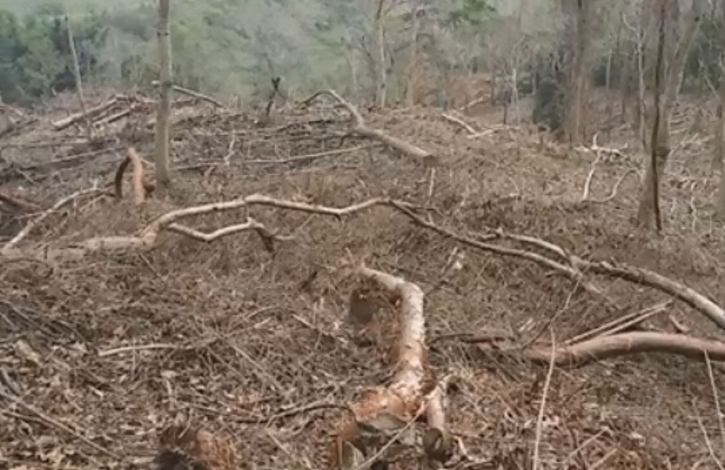 Deforestan parcelas para entrar al programa