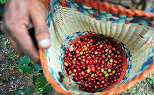 Coyotaje es la plaga más dañina para el cafeticultor; se quedan con $3 por kilo