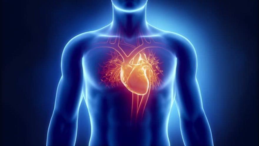 ¿Por qué tenemos el corazón a la izquierda?