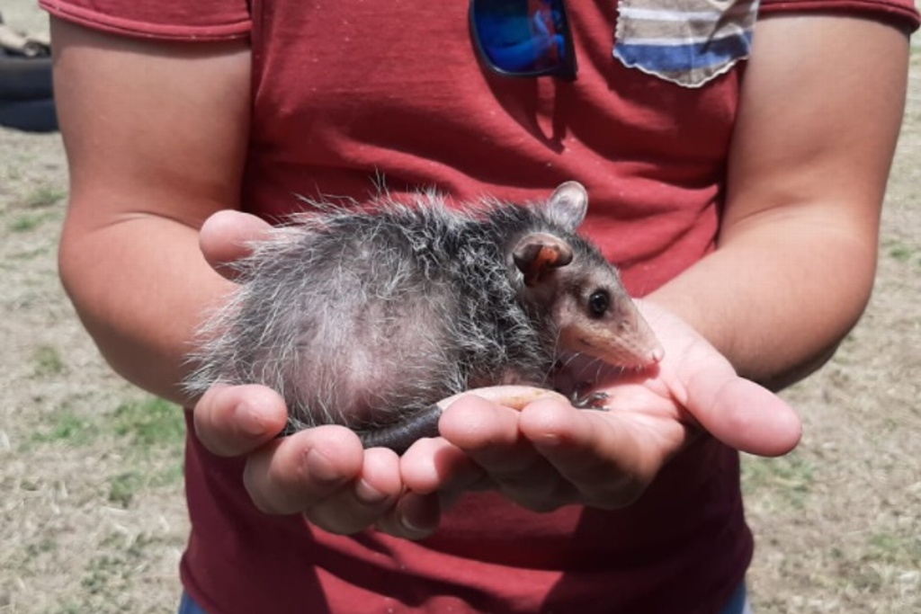 Invasión de tlacuaches en hogares por pandemia en Xalapa, Veracruz