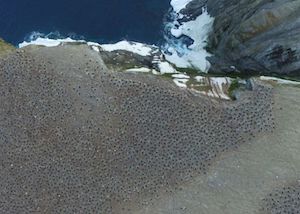 Descubren la mayor colonia de pingüinos de la Antártida