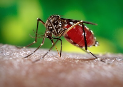 A la alza, los casos de zika en la zona sur