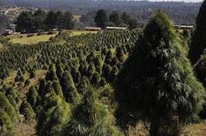 Exhortan a ciudadanos a ser responsables al comprar árboles de Navidad