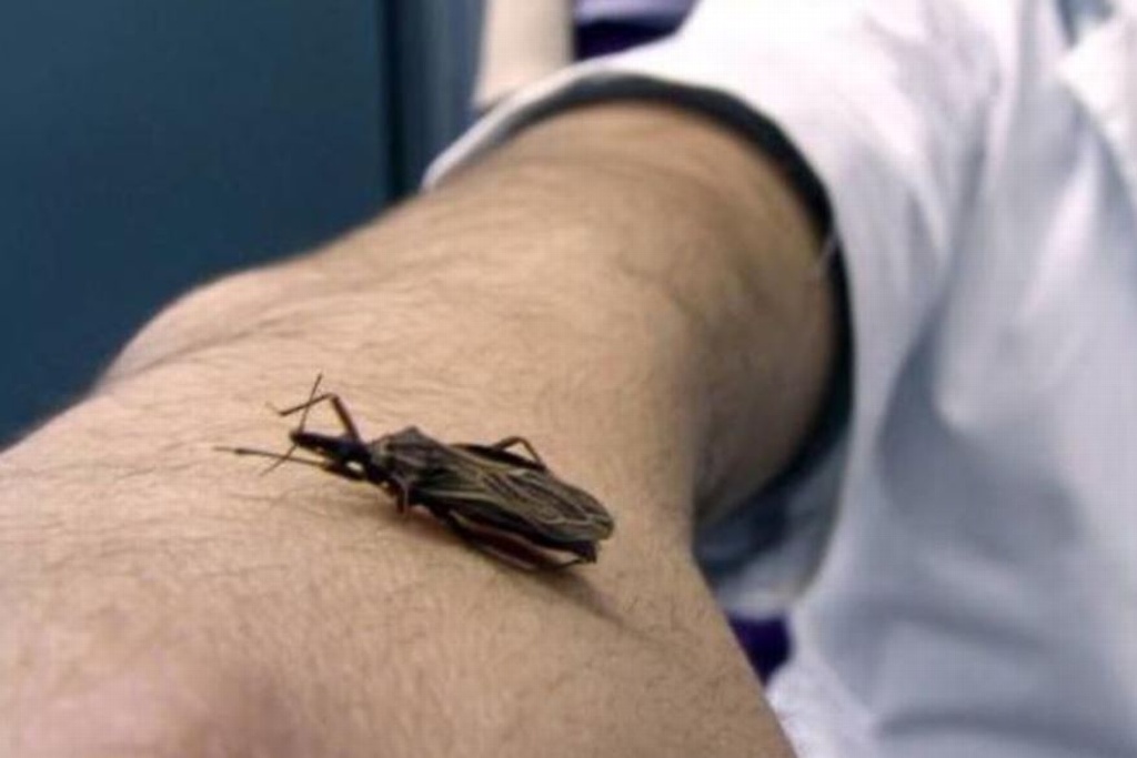 Afirman que en 10 años han muerto mil personas por el mal de chagas en Veracruz