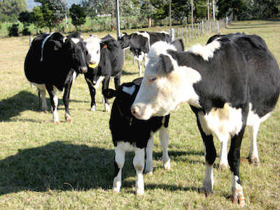 SOMBRÍO PANORAMA ESPERA A PRODUCTORES DE LECHE EN 2018; DÉFICIT DE MÁS DE 4 MIL MILLONES DE DÓLARES DEL SECTOR EN 2017