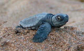 Reporta el Acuario récord en anidación de tortugas