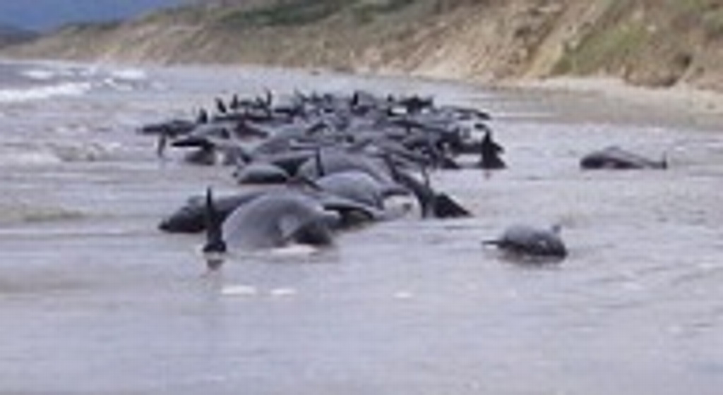 Continúa muerte de ballenas varadas, ahora fueron 28 en Australia