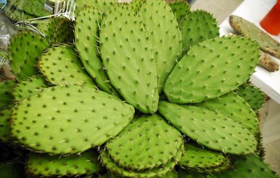 Generan energía con nopales en Milpa Alta