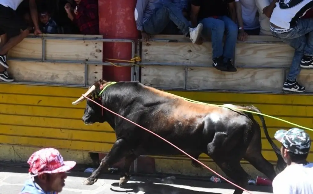 Deja 11 lesionados la suelta de toros en las fiestas a María Magdalena en Xico, Veracruz