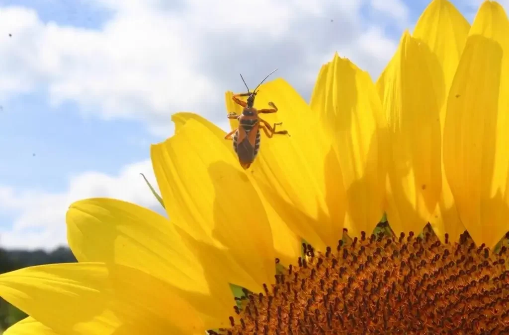 ¿Qué es el mal de Chagas y cuáles son sus síntomas?