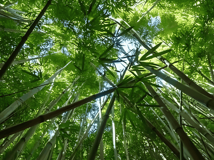 El Bambusal, un viaje a los bosques de Asia sin salir de Puebla