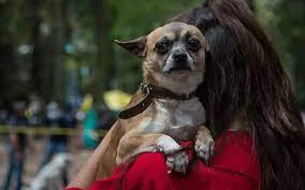 Presentan iniciativa para garantizar tutela de ‘perrijos’ y animales de compañía tras un divorcio