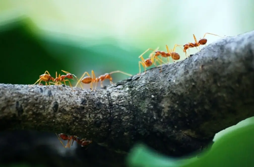 ¿Las hormigas tienen puntos ciegos al moverse con carga? Esto dice estudio