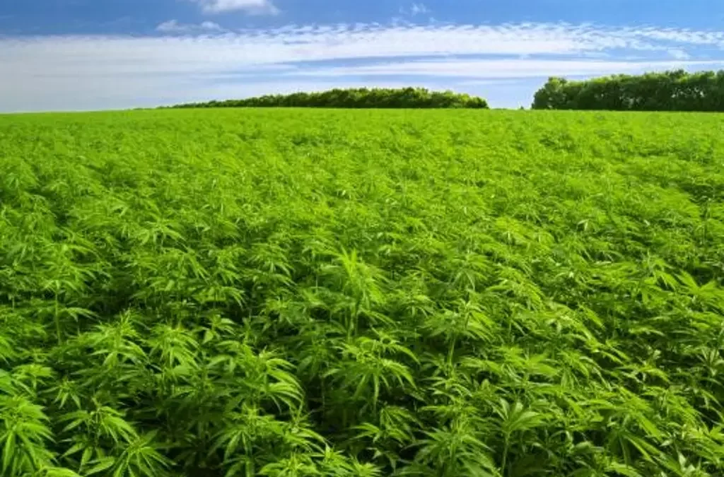 EU emite prohibiciones a la industria del cannabis, empresarios reaccionan