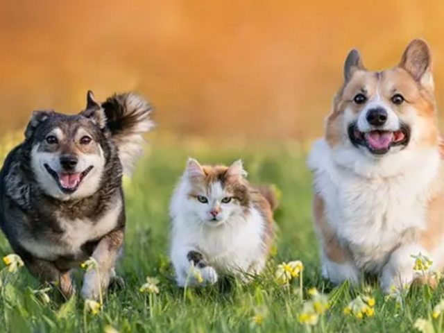 Duelo por mascotas avanza: Cámara aprueba permiso laboral y envía proyecto al Senado