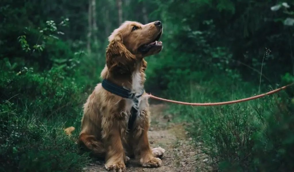 Algunos perros aprenden palabras escuchando conversaciones no dirigidas a ellos: Estudio