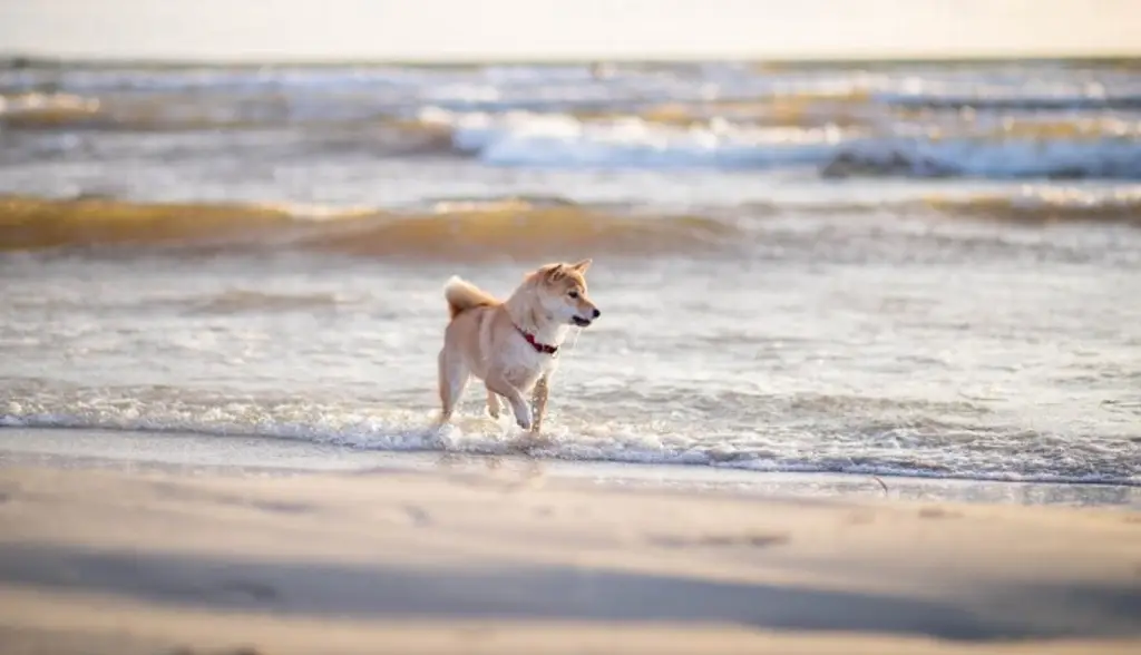 ¿Te gusta llevar a tu mascota a la playa? Esta información te puede interesar